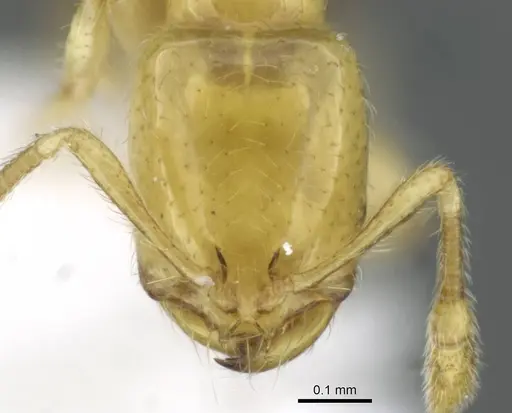 Solenopsis elhawagryi specimen CASENT0911240 image casent0911240_2