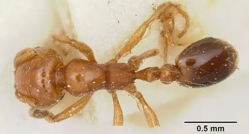 Solenopsis emiliae specimen CASENT0103200 image casent0103200_1