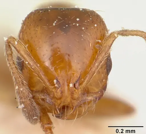 Solenopsis emiliae specimen CASENT0103200 image casent0103200_2