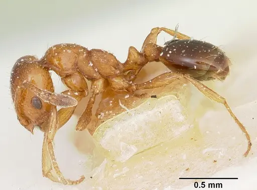 Solenopsis emiliae specimen CASENT0103200 image casent0103200_3