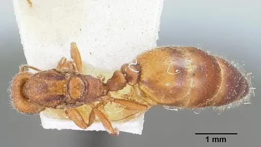 Solenopsis emiliae specimen CASENT0103201 image casent0103201_1