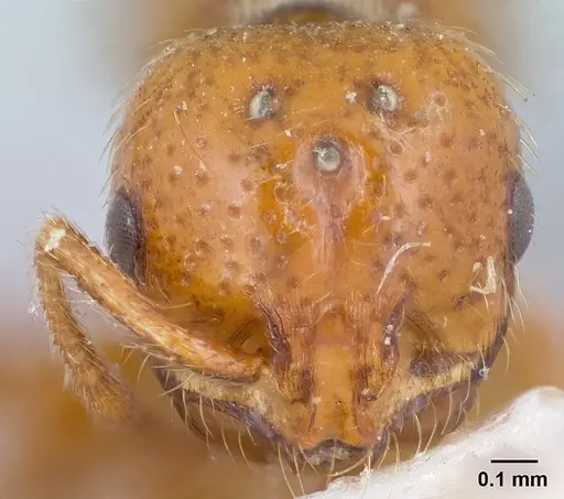 Solenopsis emiliae specimen CASENT0103201 image casent0103201_2