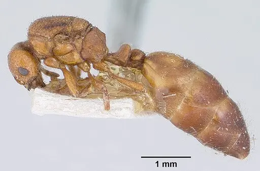 Solenopsis emiliae specimen CASENT0103201 image casent0103201_3