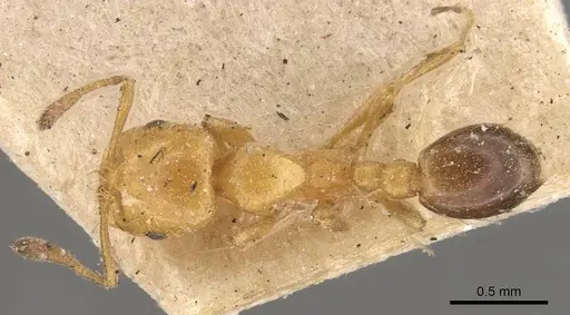 Solenopsis emiliae specimen CASENT0908840 image casent0908840_1