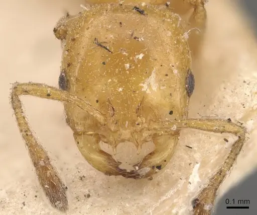 Solenopsis emiliae specimen CASENT0908840 image casent0908840_2