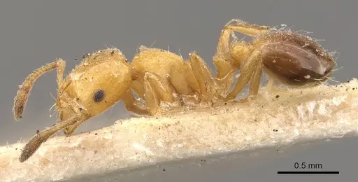 Solenopsis emiliae specimen CASENT0908840 image casent0908840_3