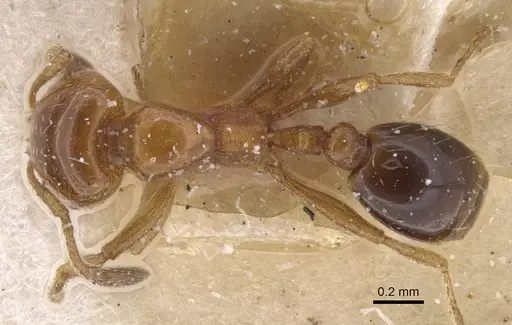 Solenopsis emiliae specimen CASENT0913910 image casent0913910_1
