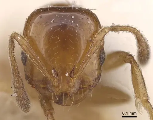 Solenopsis emiliae specimen CASENT0913910 image casent0913910_2