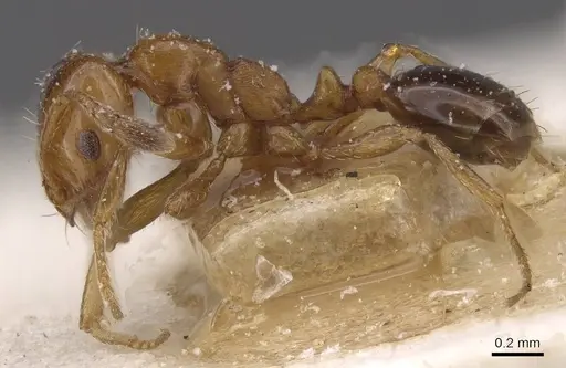 Solenopsis emiliae specimen CASENT0913910 image casent0913910_3