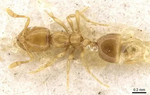 Solenopsis fairchildi specimen CASENT0914172 image casent0914172_1