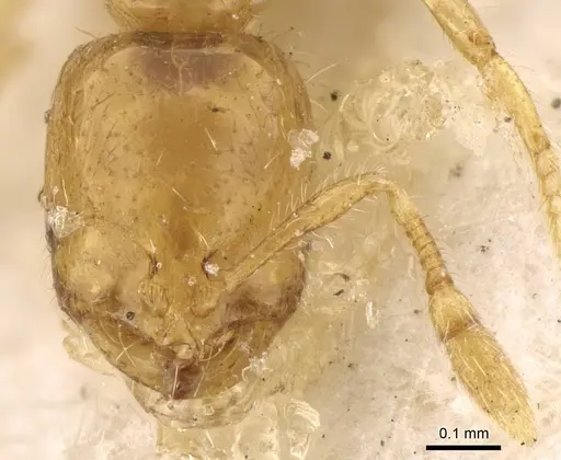 Solenopsis fairchildi specimen CASENT0914172 image casent0914172_2