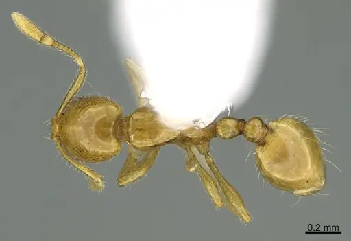 Solenopsis franki specimen CASENT0217934 image casent0217934_1