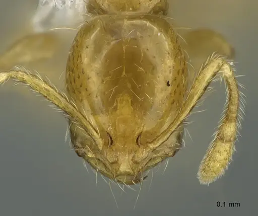 Solenopsis franki specimen CASENT0217934 image casent0217934_2