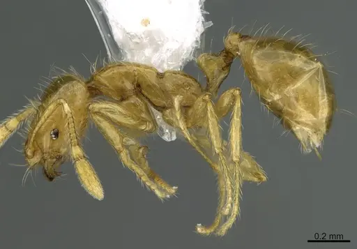 Solenopsis franki specimen CASENT0217934 image casent0217934_3