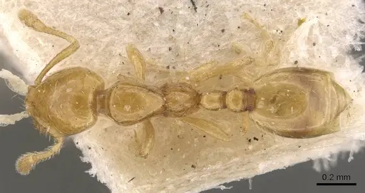 Solenopsis franki specimen CASENT0908831 image casent0908831_1