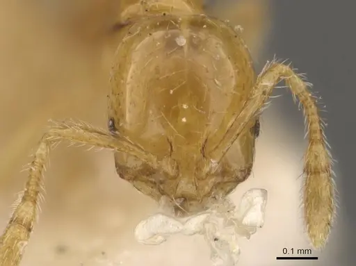 Solenopsis franki specimen CASENT0908831 image casent0908831_2