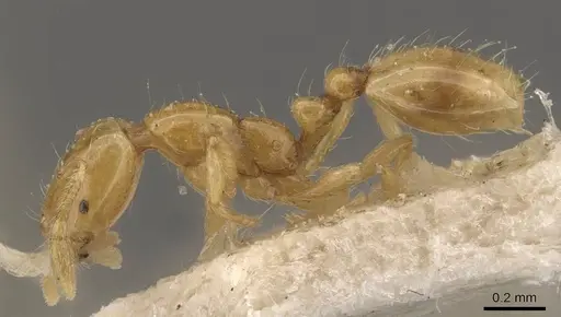 Solenopsis franki specimen CASENT0908831 image casent0908831_3