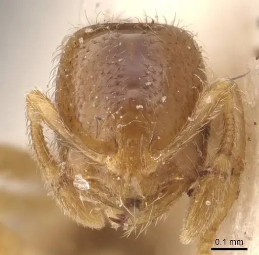 Solenopsis froggatti specimen CASENT0908876 image casent0908876_2