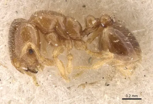 Solenopsis froggatti specimen CASENT0908876 image casent0908876_3