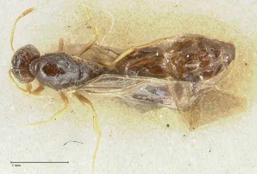 Solenopsis froggatti specimen FOCOL1876 image focol1876_1