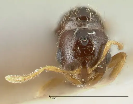 Solenopsis froggatti specimen FOCOL1876 image focol1876_2
