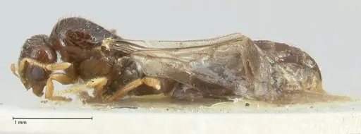 Solenopsis froggatti specimen FOCOL1876 image focol1876_3