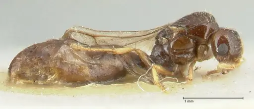 Solenopsis froggatti specimen FOCOL1876 image focol1876_4