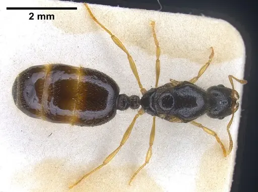 Solenopsis fugax specimen ANTWEB1041289 image antweb1041289_1