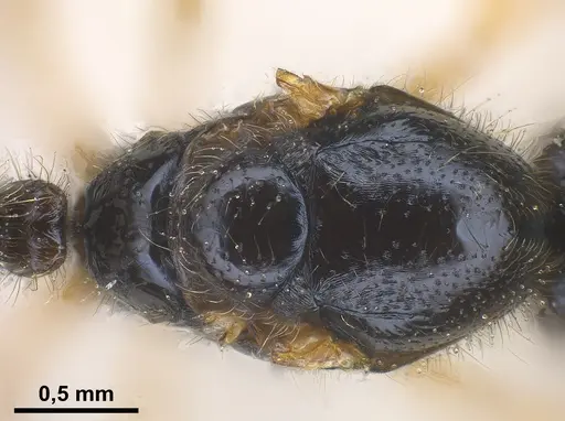 Solenopsis fugax specimen ANTWEB1041289 image antweb1041289_2