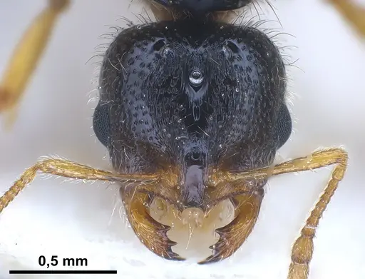 Solenopsis fugax specimen ANTWEB1041289 image antweb1041289_3
