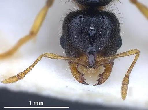 Solenopsis fugax specimen ANTWEB1041289 image antweb1041289_4