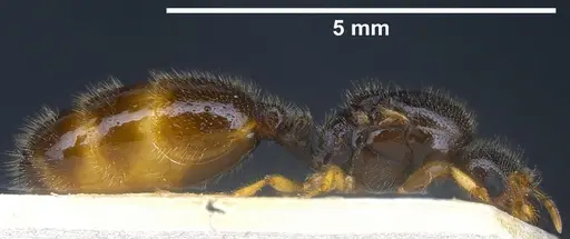 Solenopsis fugax specimen ANTWEB1041289 image antweb1041289_6