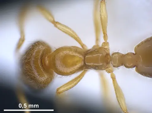 Solenopsis fugax specimen ANTWEB1041290 image antweb1041290_1