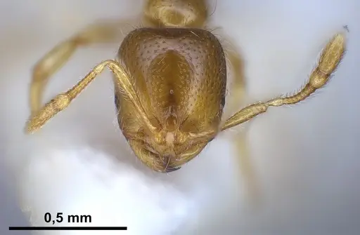 Solenopsis fugax specimen ANTWEB1041290 image antweb1041290_2