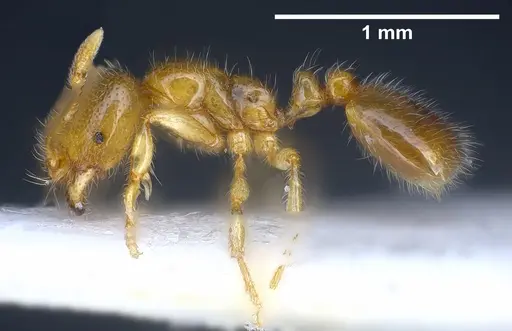 Solenopsis fugax specimen ANTWEB1041290 image antweb1041290_3