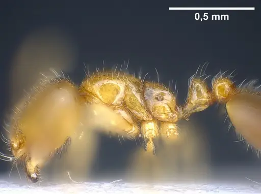 Solenopsis fugax specimen ANTWEB1041290 image antweb1041290_4