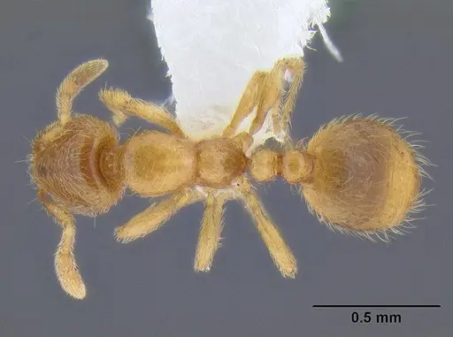 Solenopsis fugax specimen CASENT0106291 image casent0106291_1