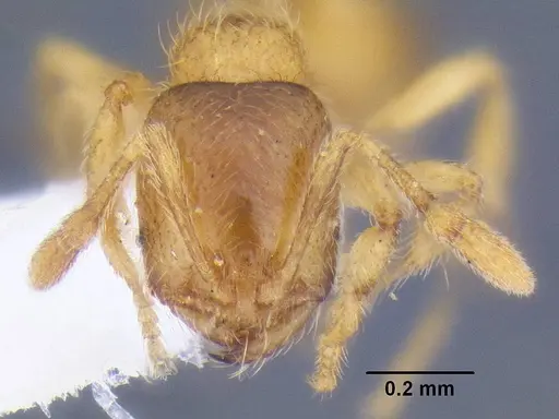 Solenopsis fugax specimen CASENT0106291 image casent0106291_2