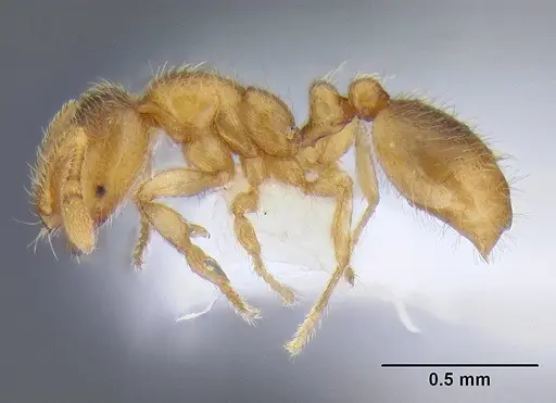 Solenopsis fugax specimen CASENT0106291 image casent0106291_3