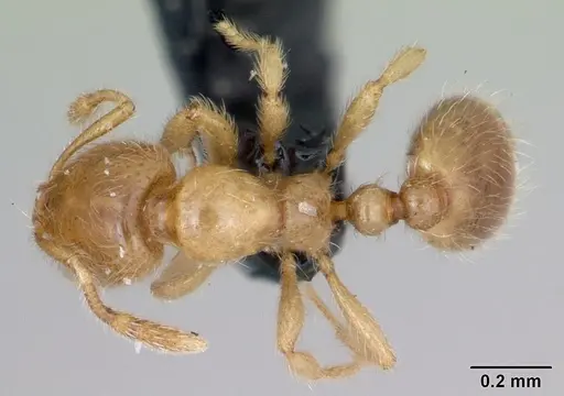 Solenopsis fugax specimen CASENT0173147 image casent0173147_1