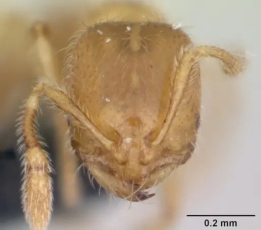 Solenopsis fugax specimen CASENT0173147 image casent0173147_2