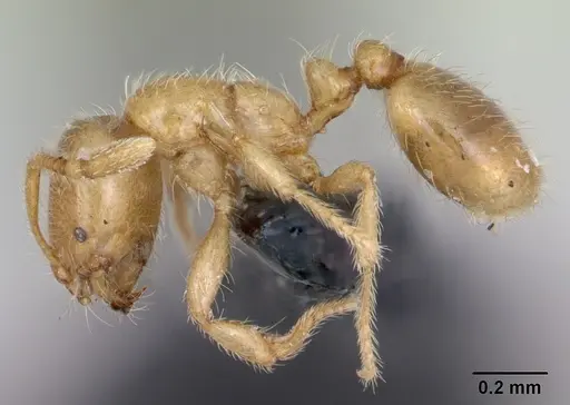 Solenopsis fugax specimen CASENT0173147 image casent0173147_3
