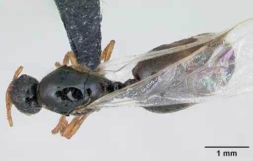 Solenopsis fugax specimen CASENT0173182 image casent0173182_1