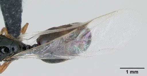 Solenopsis fugax specimen CASENT0173182 image casent0173182_2