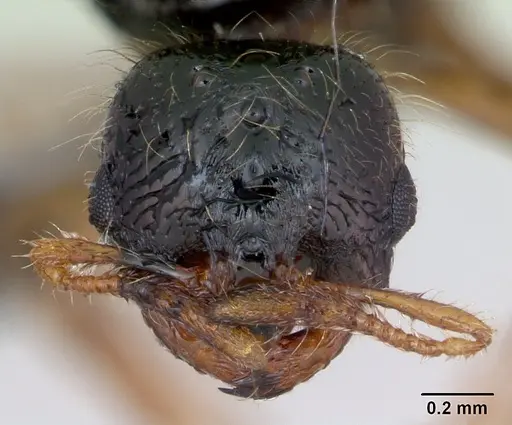 Solenopsis fugax specimen CASENT0173182 image casent0173182_3