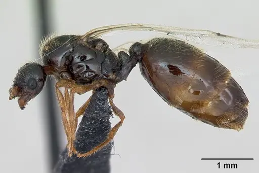 Solenopsis fugax specimen CASENT0173182 image casent0173182_4