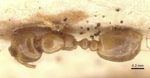 Solenopsis fugax specimen CASENT0913598 image casent0913598_1