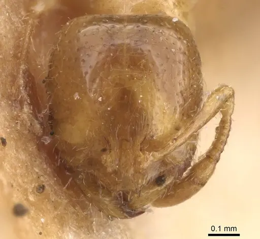 Solenopsis fugax specimen CASENT0913598 image casent0913598_2