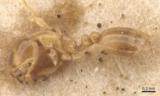 Solenopsis fugax specimen CASENT0913598 image casent0913598_3