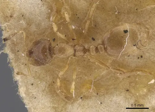Solenopsis fugax specimen CASENT0913599 image casent0913599_1